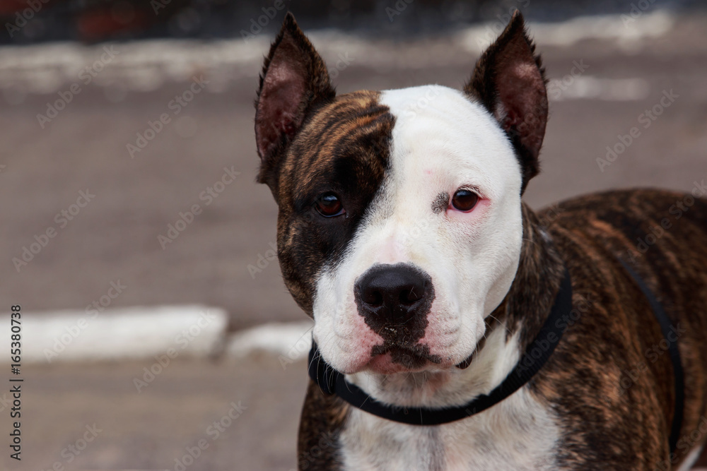 breed dog American Staffordshire Terrier