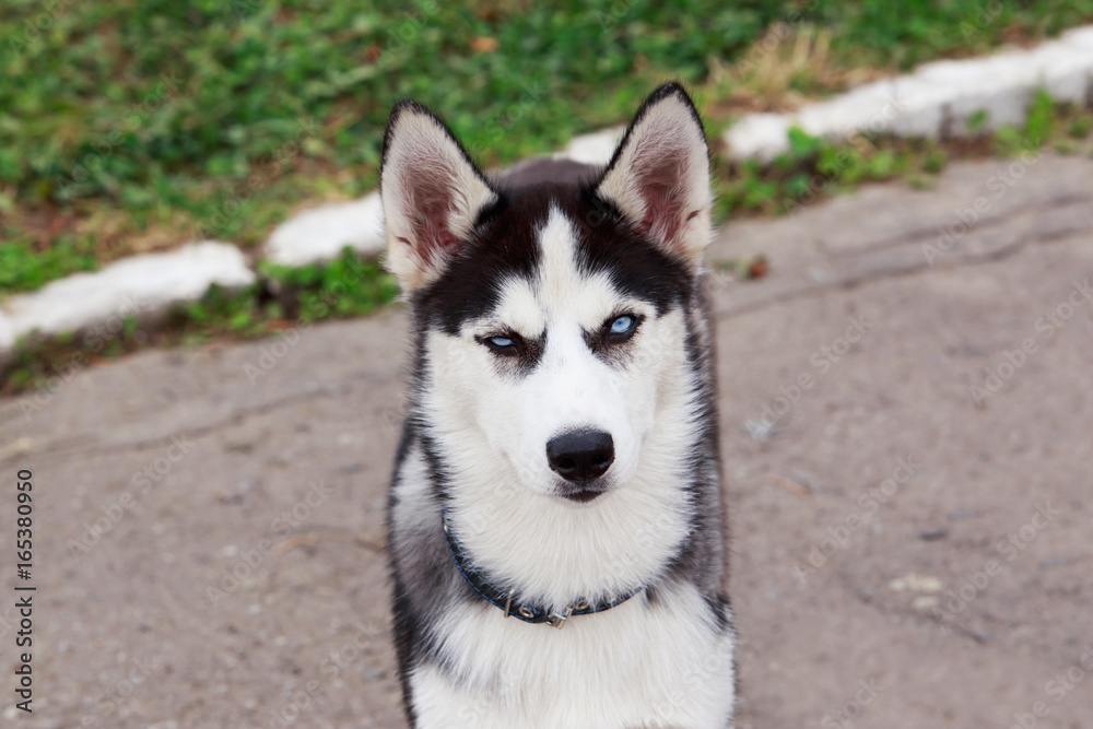 Dog breed Siberian husky