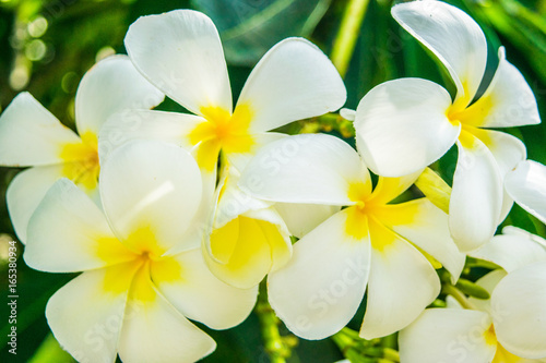 Obraz na płótnie Flowers of plumeria - macro at green leafs background w salonie