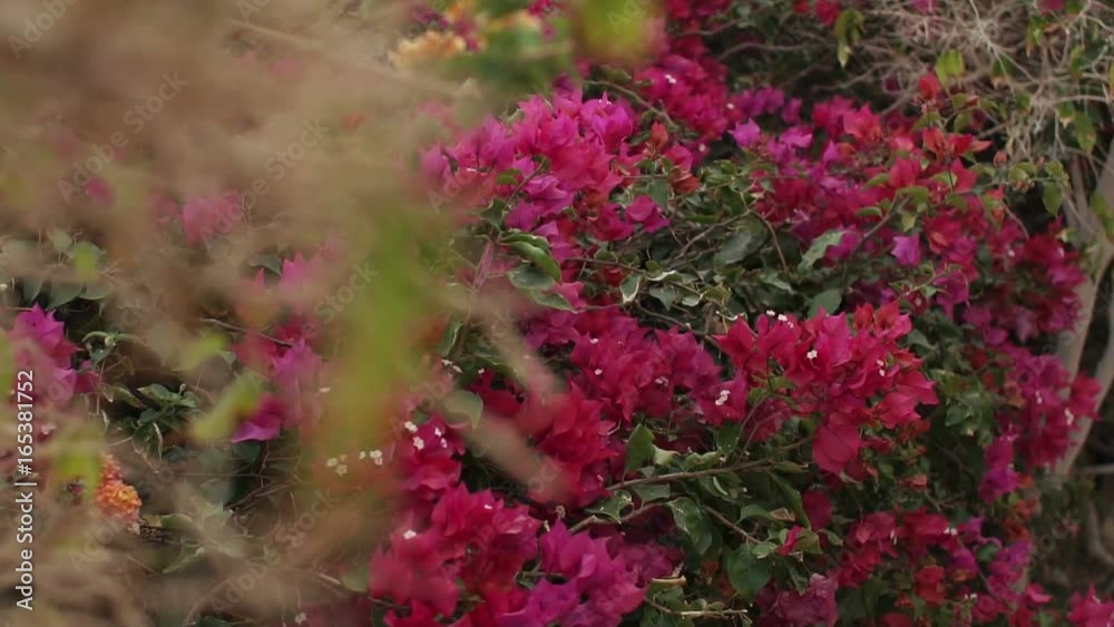 Beautiful lush shrub with pink flowers in a Park, close-up. Beautiful lush shrub with pink flowers in a Park, close-up.