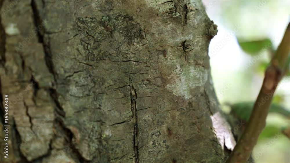 Ants are walking along the tree. Ants on the tree. Ants are walking along the tree. Ants on the tree.