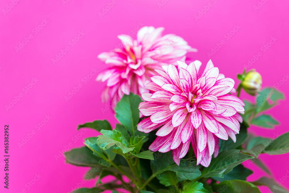 beautiful pink dahlia on a pink background beautiful pink dahlia on a pink background