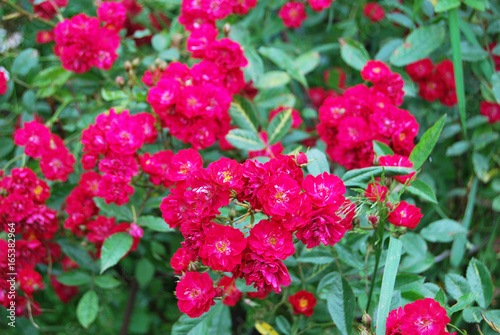 Rose bush with bright red small flowers