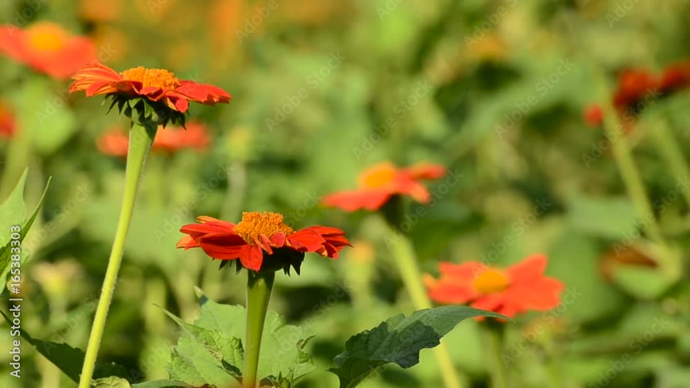 Red Zinnia Flower in a garden Red Zinnia Flower in a garden