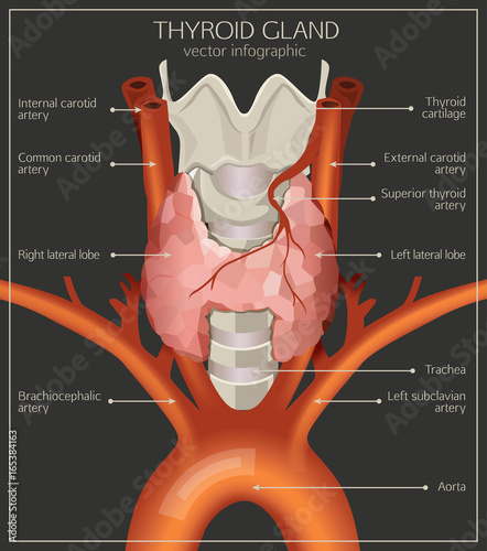 Thyroid System Image