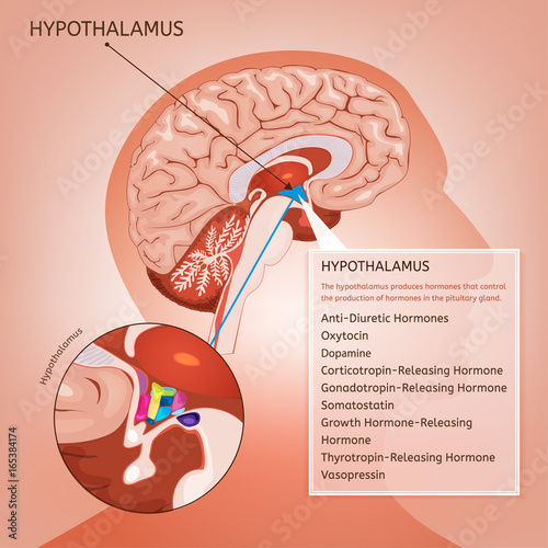 Hypothalamus Vector Image