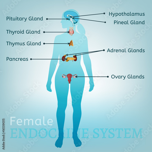 Endocrine System Woman