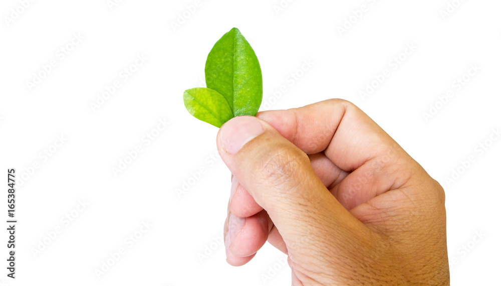 hand holding a leaf