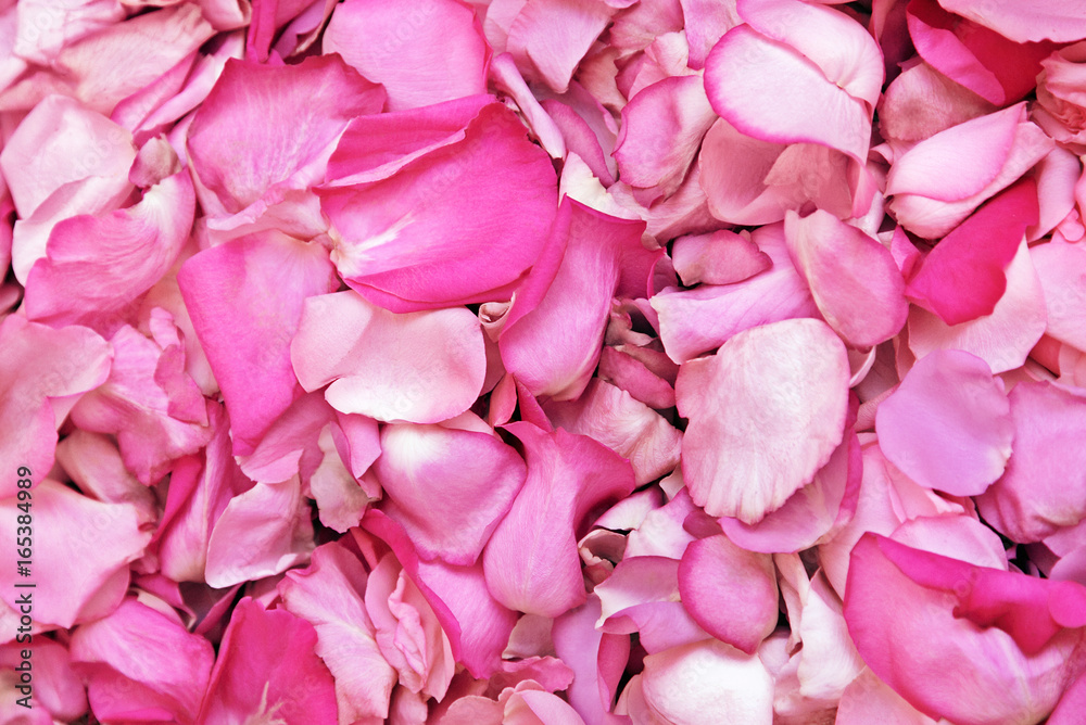 Rosen, Blätter Rosen, Blätter