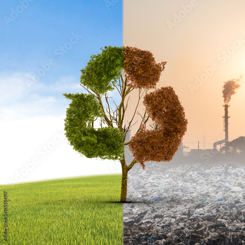The concept of climate has changed. Half alive and half dead tree standing at the crossroads. The concept of world love and clean energy