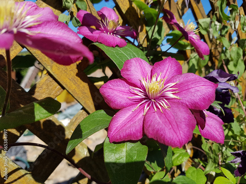 Clematis; Ville; de; Lyon, Clematis-Hybride photo