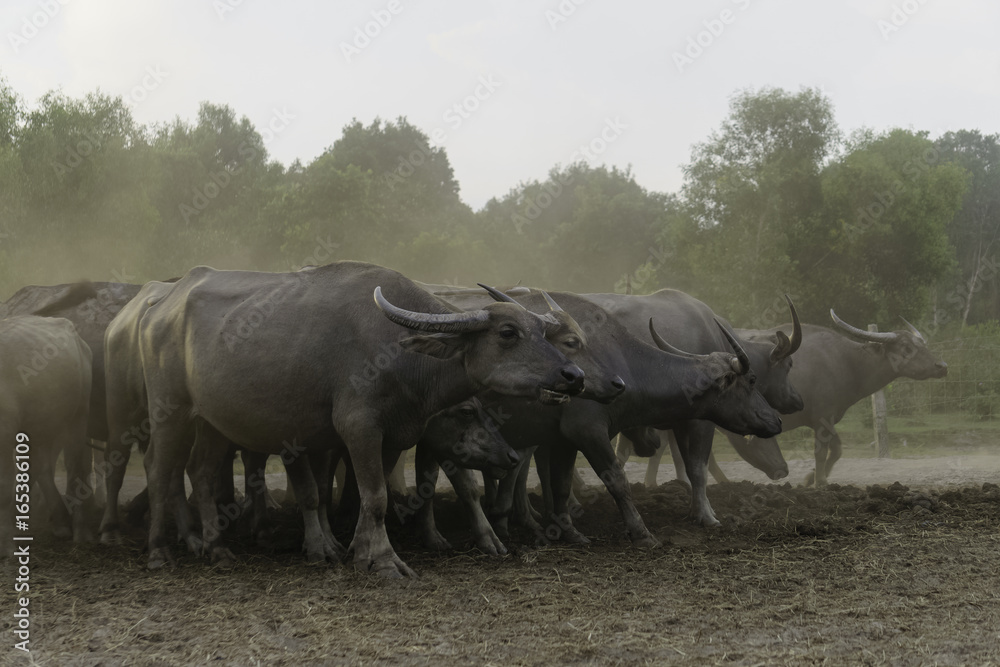 Fototapeta premium Buffalo