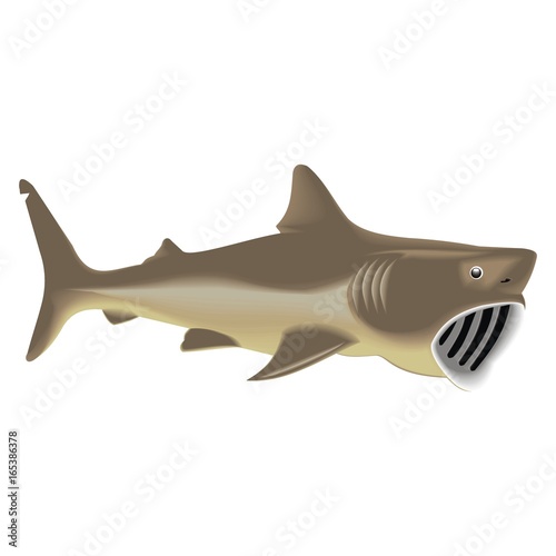 great basking shark