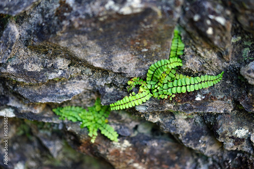 Green fern foliage growing on stones in England
