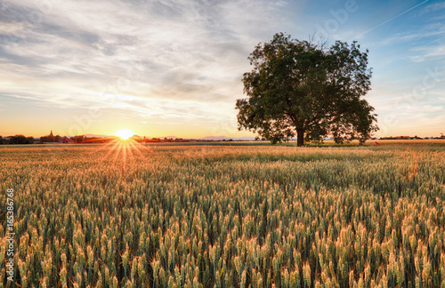Wheat field with tree at sunset © TTstudio