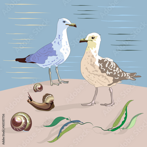 Gulls, seashells, seaweed and sea. photo