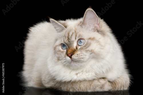 Fototapeta Naklejka Na Ścianę i Meble -  Cute Neva Masquerade Cat with Blue Eyes Lying on Isolated Black Background