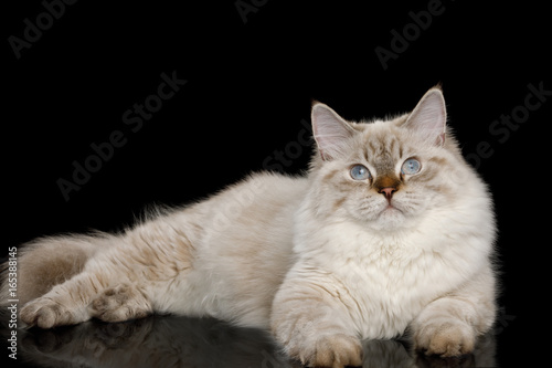 Fototapeta Naklejka Na Ścianę i Meble -  Cute Neva Masquerade Cat with Blue Eyes Lying on Isolated Black Background