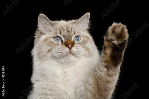 Fototapeta Naklejka Na Ścianę i Meble -  Funny Portrait of Neva Masquerade Cat with Blue Eyes Curiosity touching paw Isolated on Black Background