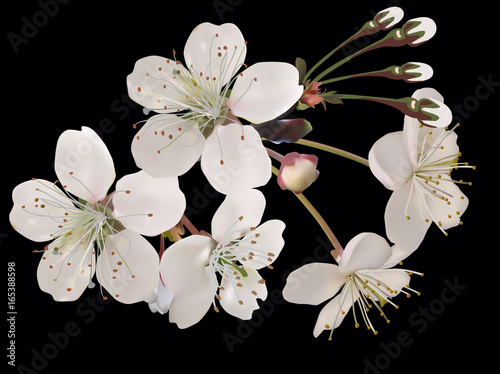 white cherry tree blooms on black