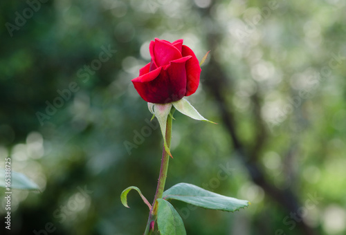 Beautiful red rose in the garden