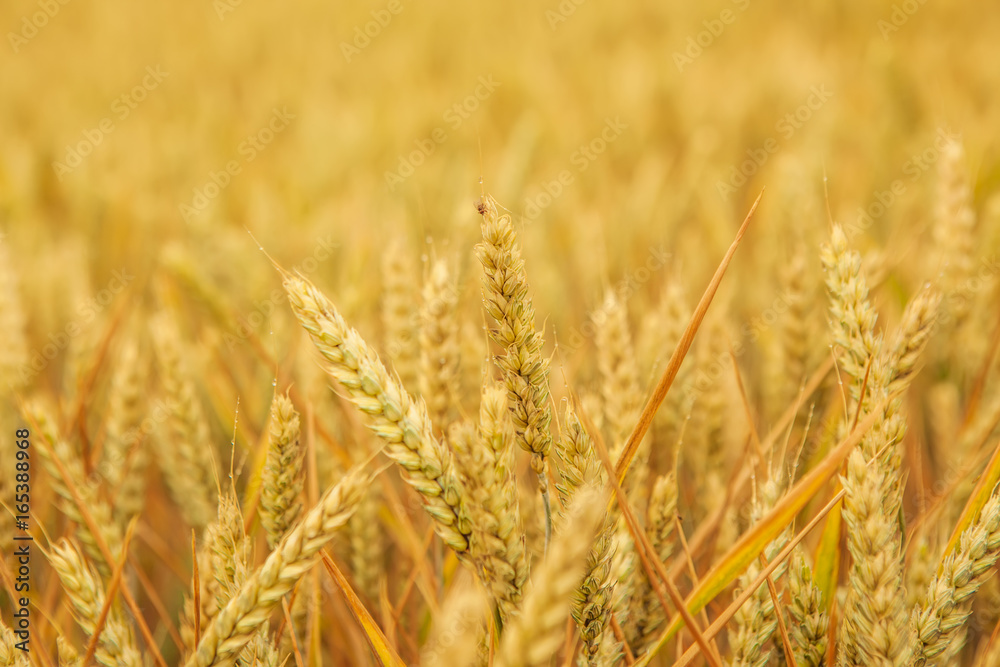 Feld mit Weizenähren, Nahaufnahme Feld mit Weizenähren, Nahaufnahme