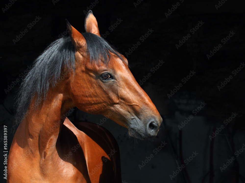 Obraz Bay Trakehner Horse w ciemnej stajni