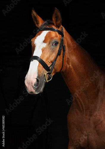 Bay Trakehner Horse with classic bridle  © horsemen