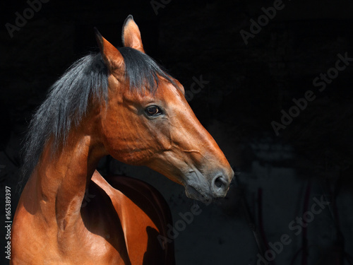Bay Trakehner Horse in dark stable