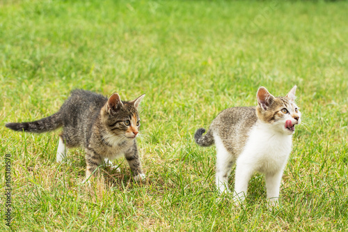 Fototapeta Naklejka Na Ścianę i Meble -  Two lovely kittens waiting for food - one licking her mouth
