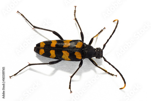 Longhorn beetle Leptura quadrifasciata on the white background