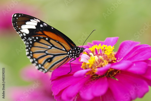 Butterfly. © pongpol