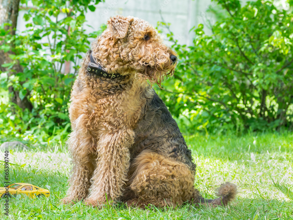 Airedale Terrier is a strong and muscular dog of medium size, with brown wool on the nature. Airedale Terrier is a strong and muscular dog of medium size, with brown wool on the nature.