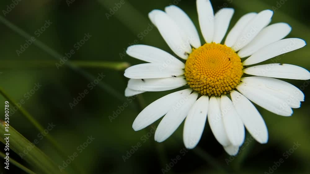 Blooming chamomile. Chamomile flowers.Chamomile flowers in the garden,close up. Blooming chamomile. Chamomile flowers.Chamomile flowers in the garden,close up.
