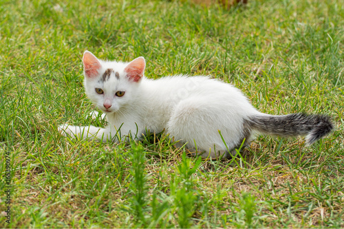 Lovely white kitten lying in the grass © dorotaemiliac