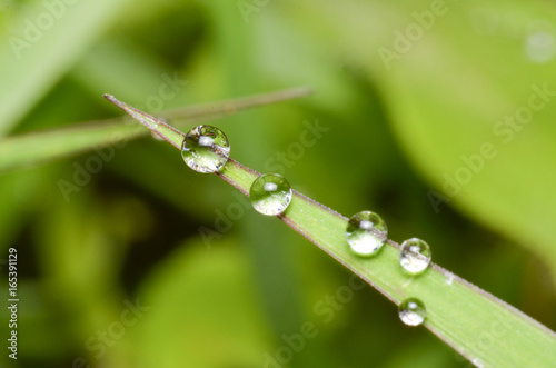water drop on leaf with sunlight background