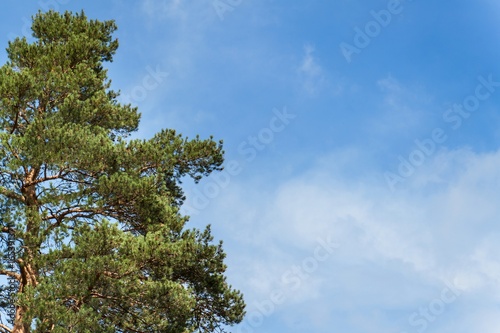 Pine tree and cloudless blue sky. Summer clear sky. Branches of pine.