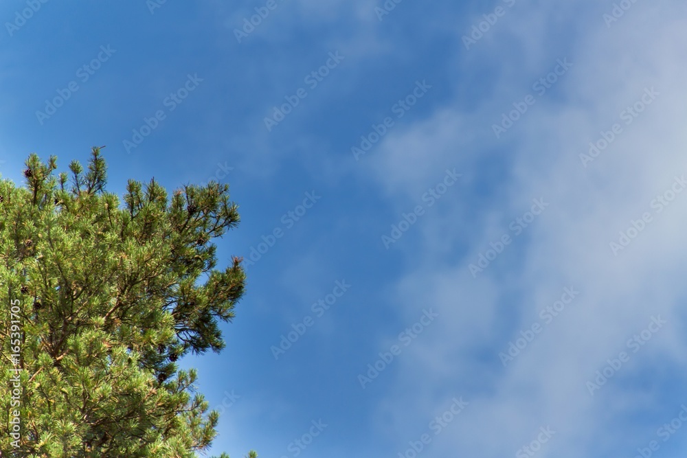 Pine tree and cloudless blue sky. Summer clear sky. Branches of pine. Pine tree and cloudless blue sky. Summer clear sky. Branches of pine.