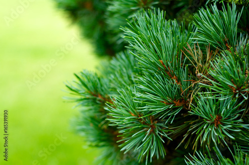 Christmas tree background close up horizontal