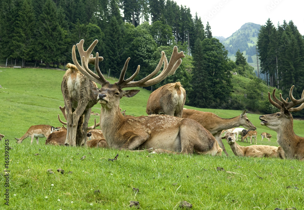 Obraz premium Rothirsch, Cervus elaphus, Rotwild, Hirsch