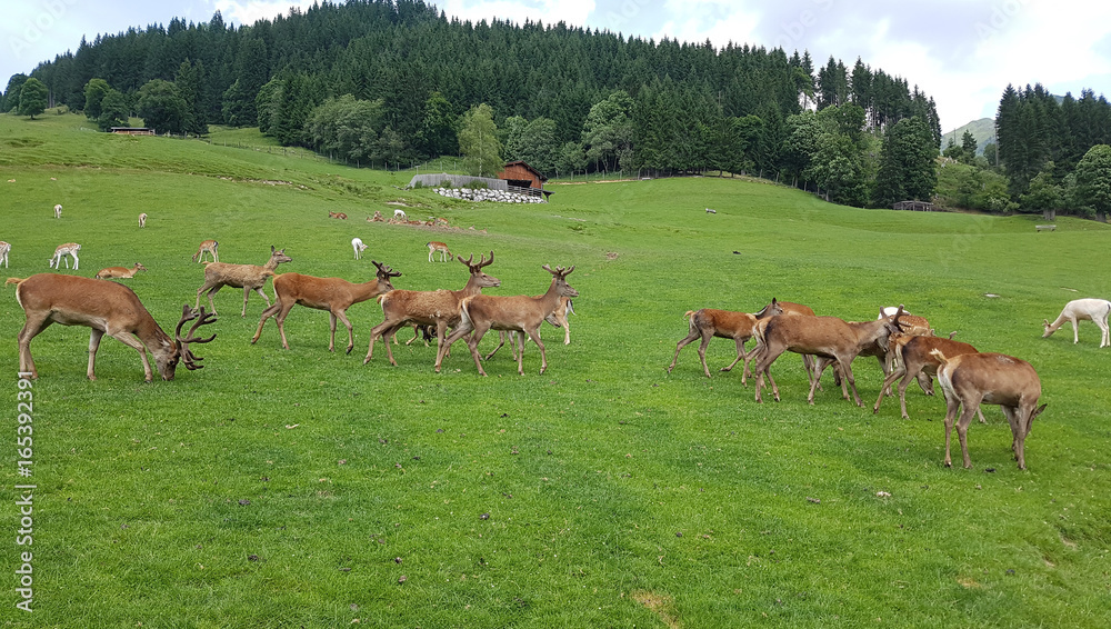 Fototapeta premium Rothirsch, Cervus elaphus, Rotwild, Hirsch