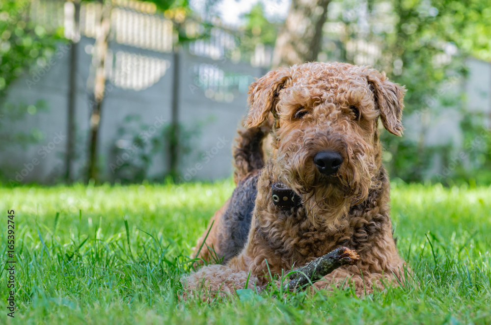Airedale Terrier is a strong and muscular dog of medium size, with brown wool on the nature. Airedale Terrier is a strong and muscular dog of medium size, with brown wool on the nature.