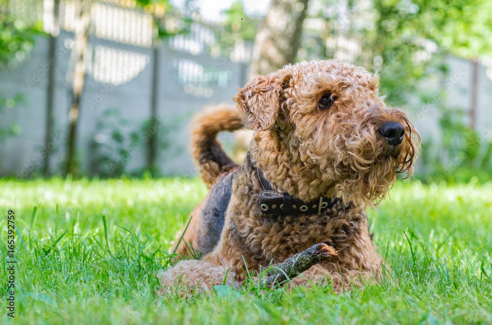 Airedale Terrier is a strong and muscular dog of medium size, with brown wool on the nature. Airedale Terrier is a strong and muscular dog of medium size, with brown wool on the nature.