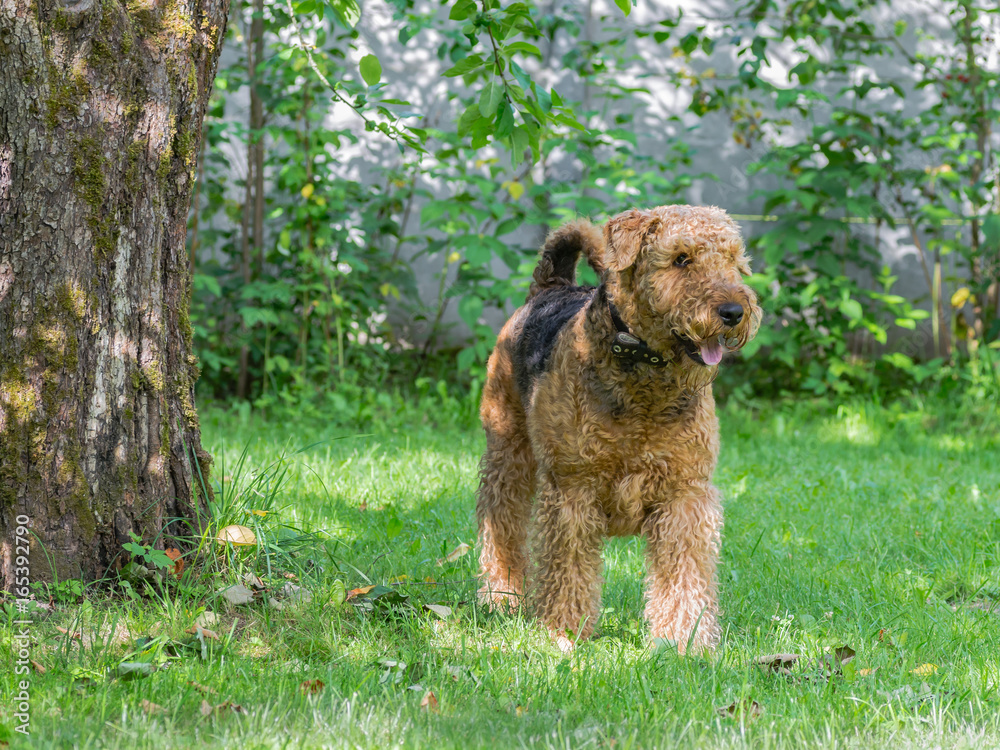 Airedale Terrier is a strong and muscular dog of medium size, with brown wool on the nature.