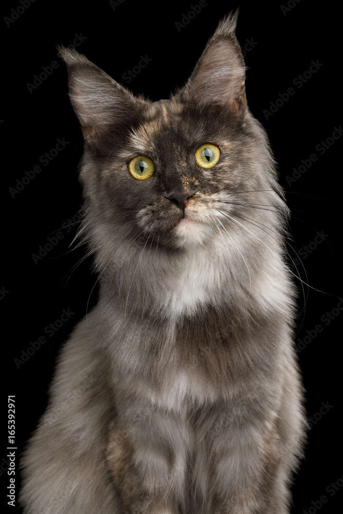 Close-up Portrait of Tortoise Maine Coon Cat Stare Isolated on Black Background, Front view