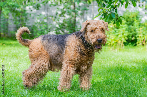 Fototapeta Naklejka Na Ścianę i Meble -  Airedale Terrier is a strong and muscular dog of medium size, with brown wool on the nature.