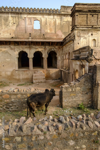 Bull at palace in Orchha photo