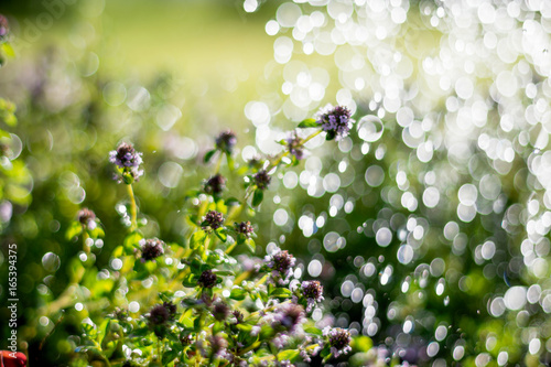 Thymes plants  in the meadow under raindrops  nature and summer background  soft focus 