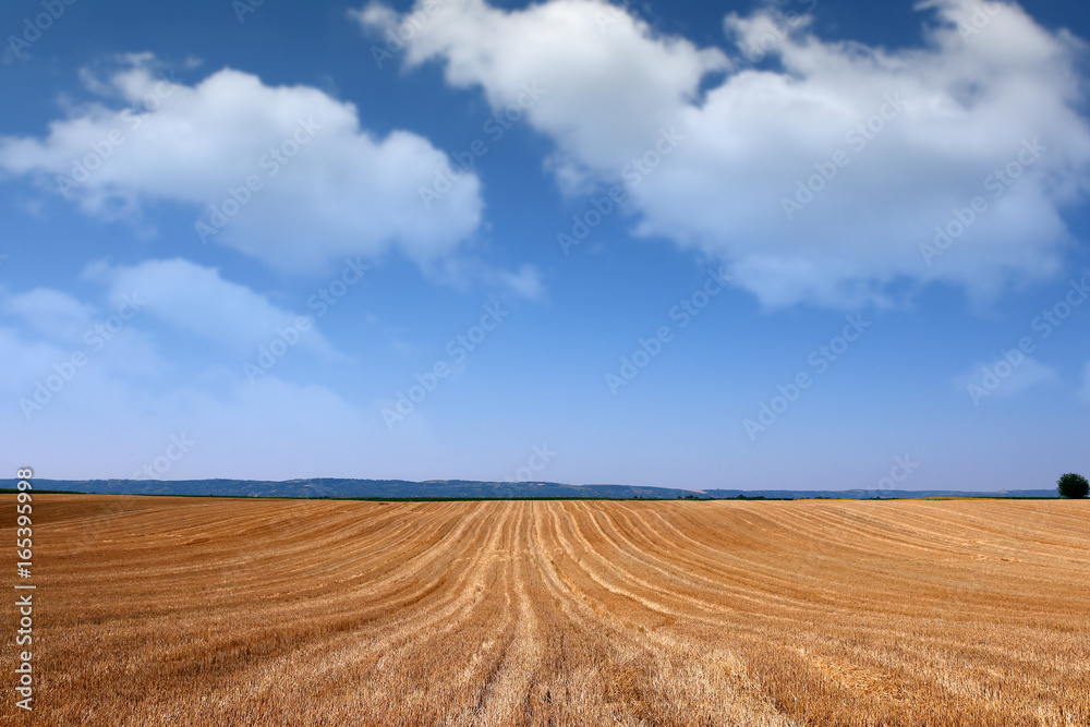 Field after mowing grain landscape summer season Field after mowing grain landscape summer season