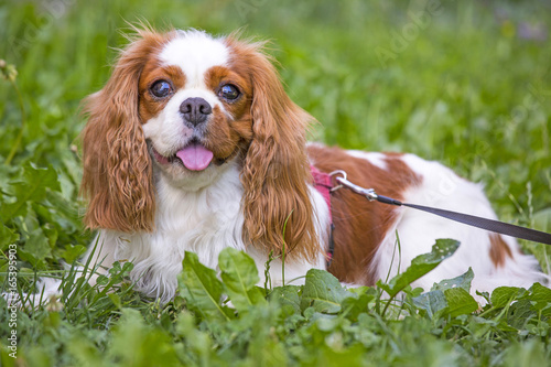 Wallpaper Mural Beautiful cavalier king charles spaniel in the grass background